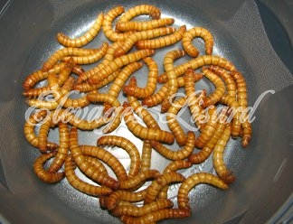 Élevages Lisard - Vers de farine géants - Giant Mealworms - Tenebrio molitor